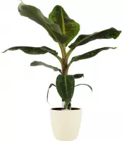 Hellogreen Kamerplant - Musa Dwarf Cavendish - 80 cm - Elho brussels soap