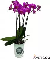 Papicco NIGHTLIFE Gin - Orchidee - 4-tak - Phalaenopsis - Paars