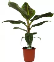 Kamerplant van Botanicly – Bananen plant – Hoogte: 80 cm – Musa