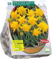 Plantenwinkel Narcissus Mini Rip van Winkle bloembollen 20 stuks