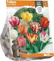 Plantenwinkel Tulipa Parrot Mixed tulpen bloembollen per 10 stuks