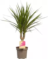 Kamerplant van Botanicly – Drakenboom – Hoogte: 45 cm – Dracaena Marginata