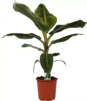 Hellogreen Kamerplant - Musa Dwarf Cavendish - 80 cm