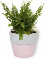 Kamerplant Nephrolepis Vitale – Krulvaren - ± 25cm hoog – 12 cm diameter - in roze betonnen pot