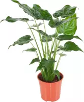 Hellogreen Kamerplant - Alocasia Cucullata – ↕ 100 cm