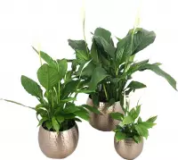Kamerplanten van Botanicly – 3 × Lepelplant  in Rose gold metaal pot nr. 3 als set – Hoogte: 77 cm – Spathiphyllum Sweet Lauretta