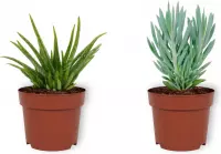 Set van 2 Kamerplanten -  Aloë Vera & Senecio Curio Mount Everest  - ±  25cm hoog - 12cm diameter