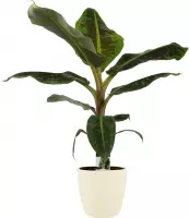Musa Dwarf Cavendish - Elho brussels soap ↨ 80cm - hoge kwaliteit planten