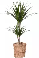 Kamerplant van Botanicly – Drakenboom incl. rotan sierpot als set – Hoogte: 75 cm – Dracaena Marginata