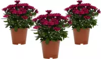 Mama's Planten - Chrysanthemum – Chrysant - Chrysanne Grandezza – Paars – 3 Stuks - Bloeiende Kamerplant - Geeft Sfeer En Zuurstof - ↨ 25cm - ⌀ 13cm