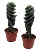 Mix - 2x Spiraal cactus 40cm