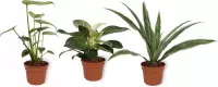 Set van 3 Kamerplanten - Philodendron White Wave & Monstera Deliciosa & Dracaena Warnecki - ±  30cm hoog - 12cm diameter