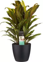 Kamerplant van Botanicly – Cordyline Fruticosa Kiwi incl. sierpot zwart als set – Hoogte: 60 cm