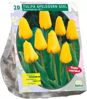 Plantenwinkel Tulipa Apeldoorn Geel Darwin tulpen bloembollen per 20 stuks