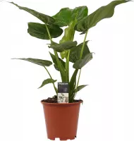 FloriaFor - Alocasia Cucullata - - ↨ 65cm - ⌀ 19cm
