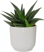 Cactus van Botanicly – Haworthia in witte ELHO plastic pot als set – Hoogte: 20 cm