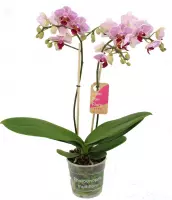 Orchidee van Botanicly – Vlinder orchidee – Hoogte: 50 cm, 2 takken – Phalaenopsis Multiflora Sweet Red Lip