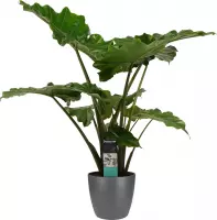 Hellogreen Kamerplant - Alocasia portadora - 90 cm - Elho brussels antracite