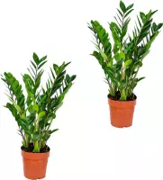 Emerald Palm per 2 stuks - Zamioculcas - Kamerplant in pot ⌀17 cm - Hoogte ↕60 cm