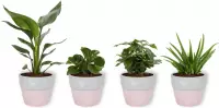 Set van 4 Kamerplanten - Aloe Vera &  Peperomia Green Gold  & Coffea Arabica & Strelitzia Reginae - ± 25cm hoog - 12cm diameter - in betonnen roze pot