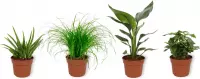 Set van 4 Kamerplanten - Aloe Vera & Strelitzia Reginae & Coffea Arabica & Cyperus Zumula - ± 25cm hoog - 12cm diameter