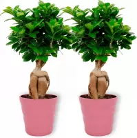 2x Kamerplant Ficus Ginseng - Bonsai - ± 30cm hoog - 12cm diameter - in roze pot