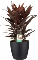 Hellogreen Kamerplant - Cordyline Tango Toef - 60 cm - Elho Brussels Living Black