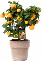 FloriaFor - Citrus Calamondin In Pot Verona - - ↨ 45cm - ⌀ 15cm