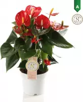 Hellogreen Kamerplant - Anthurium Red Champion - 40 cm