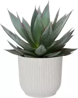 Agava ‘Shaka Zulu’ in ELHO ® Vibes Fold Rond (zijdewit) ↨ 20cm - planten - binnenplanten - buitenplanten - tuinplanten - potplanten - hangplanten - plantenbak - bomen - plantenspuit