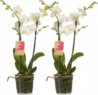FloriaFor  - Phalaenopsis Multiflora White - 2 Stuks - Vers Van De Kweker - ↨ 50cm - ⌀ 12cm
