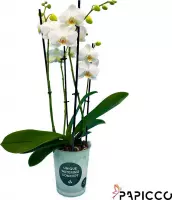 Papicco BASIC CHIC Kate- Orchidee - 4-tak - Phalaenopsis - Wit