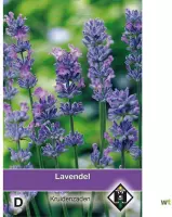 Van Hemert - Lavendel (Lavendula angustifolia)