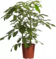 Hellogreen Kamerplant - Vingersboom Schefflera Amate - ↕ 125 cm