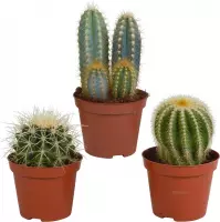 Cactus mix | 3 stuks | Ø 8,5 cm |  13-18 cm