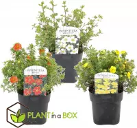 Plant in a Box - Set van 3 Potentilla Five Finger Struik - Pot 17cm - Hoogte 30-40cm - Potentilla fruticosa 'Abbotswood', 'Kobold', 'Red Ace'.