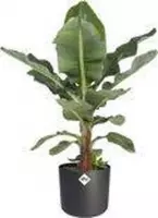 Hee Dat Is Het | musa Dwarf | Bananenplant in ELHO®  b.for soft sierpot zwart ( bananenplant  Musa Dwarf cavendish )