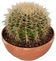 Cactus van Botanicly – Schoonmoedersstoel in een terracotta schaal als set – Hoogte: 25 cm – Echinocactus Grusonii