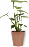 Kamerplant Monstera Deliciosa Tauerii – Gatenplant - ± 30cm hoog – 12 cm diameter  - in koperkleurige pot