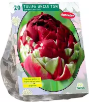 Plantenwinkel Tulipa Dubbel Laat Uncle Tom tulpen bloembollen per 20 stuks