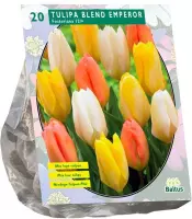 Plantenwinkel Tulipa Blend Emperor tulpen bloembollen per 20 stuks
