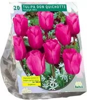 Plantenwinkel Tulipa Don Quichotte Triumph tulpen bloembollen per 20 stuks