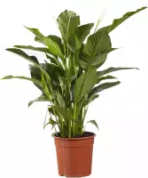 FloriaFor - Lepelplant Spathiphyllum Sweet Lauretta - - ↨ 100cm - ⌀ 24cm