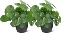We Love Plants - Pilea Peperomioides  + Pot Jeroen - 2 stuks - 25 cm hoog - Pannenkoek Plant