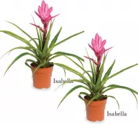 Bromelia Tillandsia | 2 stuks | Isabella | 12cm