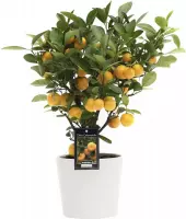 FloriaFor - Citrus Calamondin In Roma Keramiek - - ↨ 40cm - ⌀ 16cm