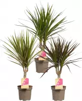 Hellogreen Kamerplanten - Set van 3 - Dracaena Drakenbloedboom Marginata - ↕ 45 cm