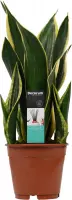 Sansevieria Night Shade ↨ 55cm - hoge kwaliteit planten