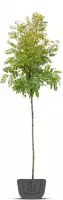 Gele Acacia | Robinia pseudoacacia Frisia | Stamomtrek: 8-10 cm