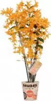 Orchidee van Botanicly – Bamboe Orchidee – Hoogte: 50 cm, 3 takken – Dendrobium nobile Firebird